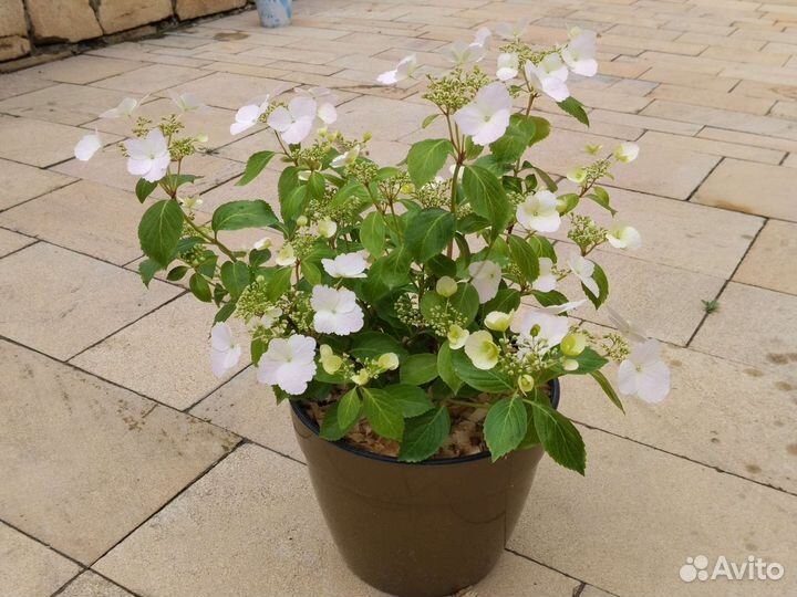 Гортензия сбежавшая невеста