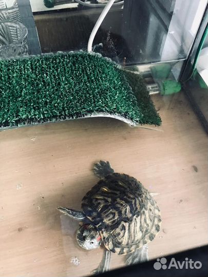 Аквариум для черепах с черепахой