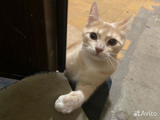 Кошка ищет дом