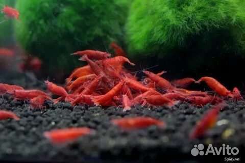 Креветки неокаридины сакура