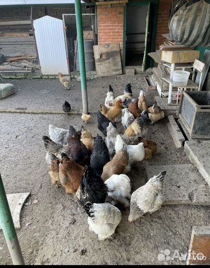 Куры домашние