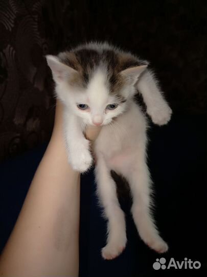 Котята отдам в добрые руки бесплатно