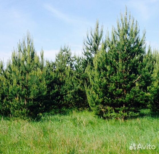 Саженцы Сосны и Ели с доставкой