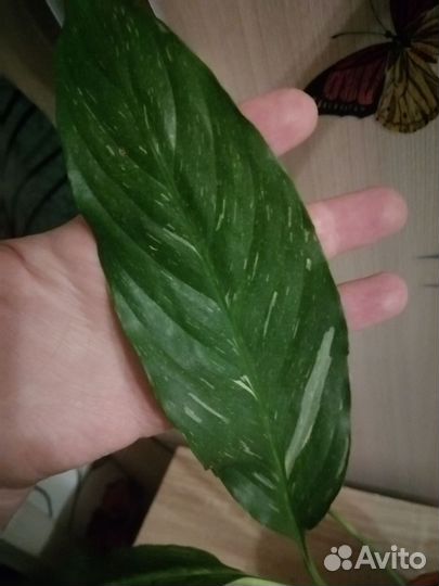 Спатифиллум Домино