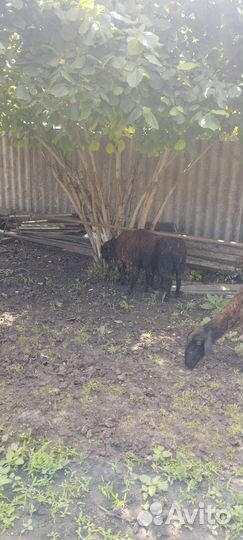 Курдючные бараны