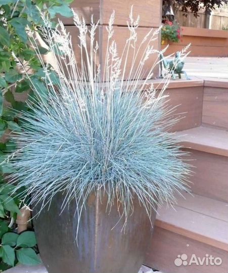 Цветы многолетние