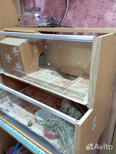 Отдам в добрые руки морскую свинку