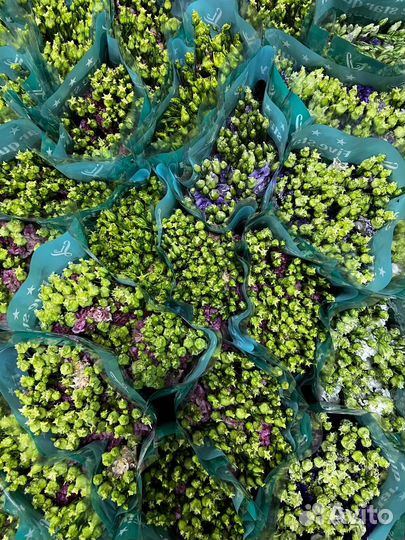 Цветы оптом - срезка оптом для цветочных магазинов