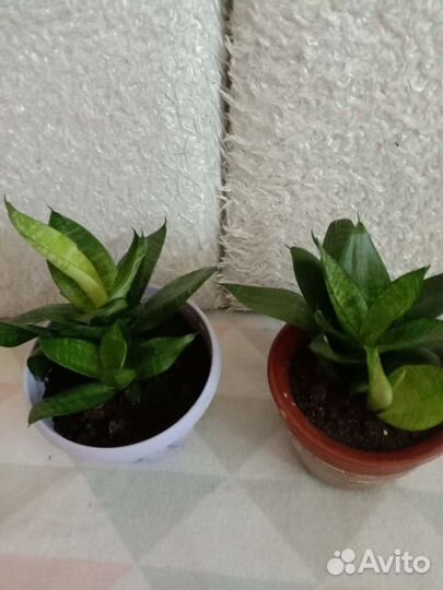 Сансевиерия