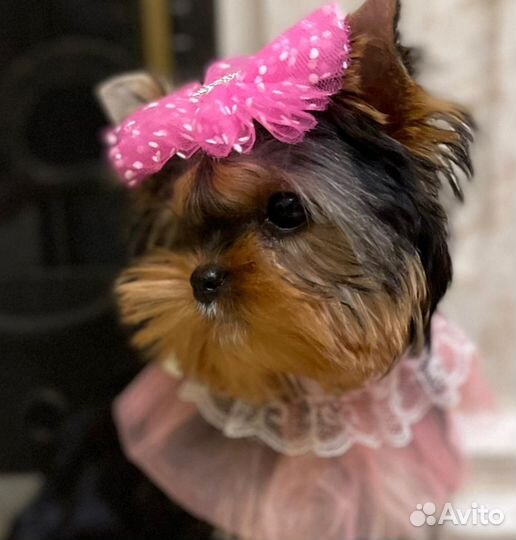 Мини девочка vip эксклюзив