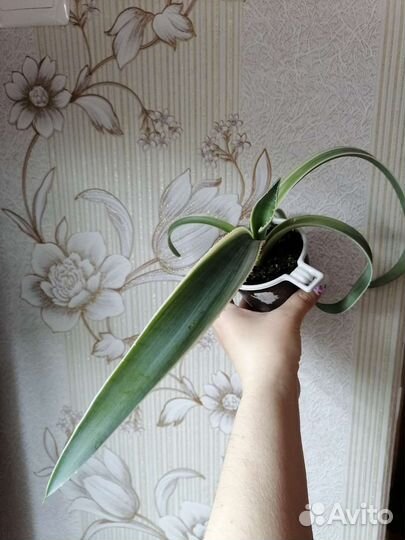 Суккуленты