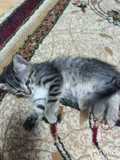 Котята