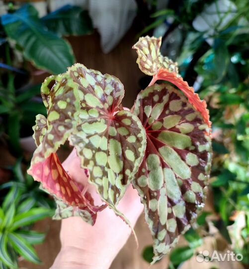 Бегония хлоростикта