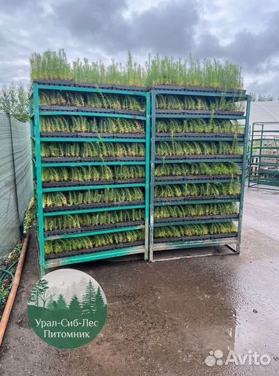 Зкс Сосна сеянцы Ели Лиственницы окс Голуб Горная