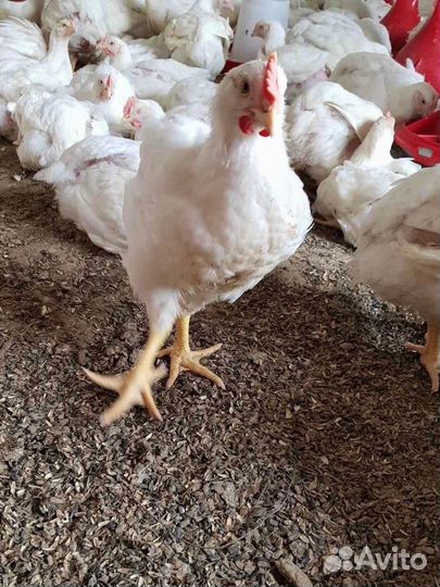 Мясо цыплят бройлеров Самара