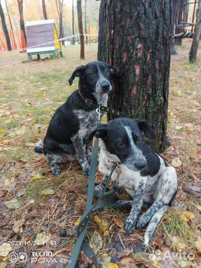 Метис курцхаара