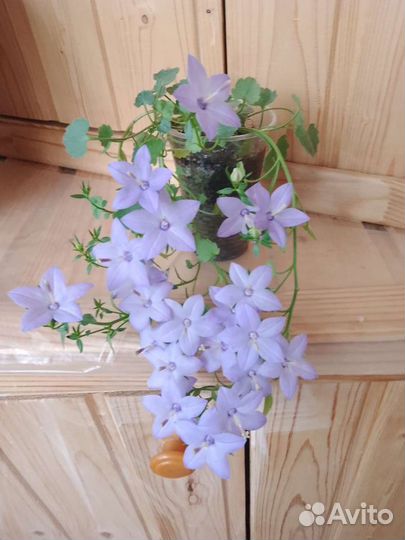 Кампанула (жених)