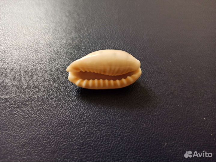 Морская раковина