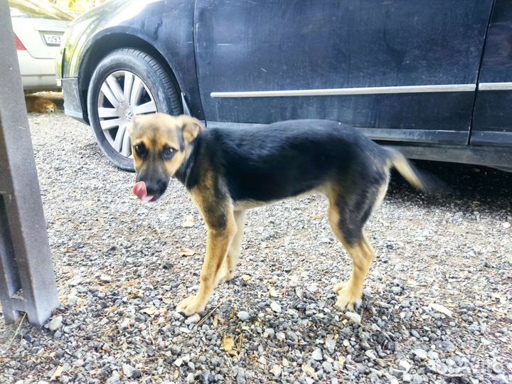 Собачка-девочка, в хорошие руки