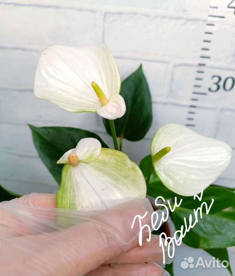 Антуриумы детки №3