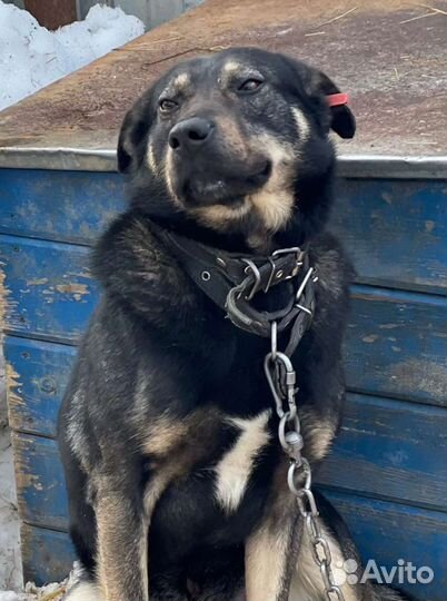 Отличный охранник
