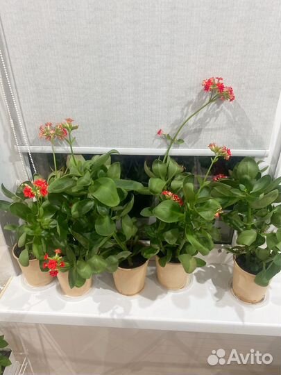 Каланхоэ цветущий