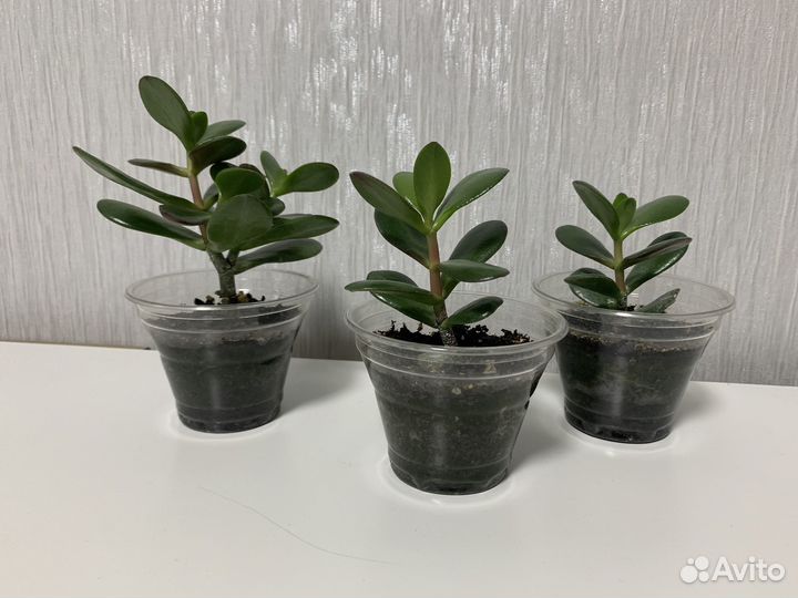 Комнатные растения денежное дерево Толстянка