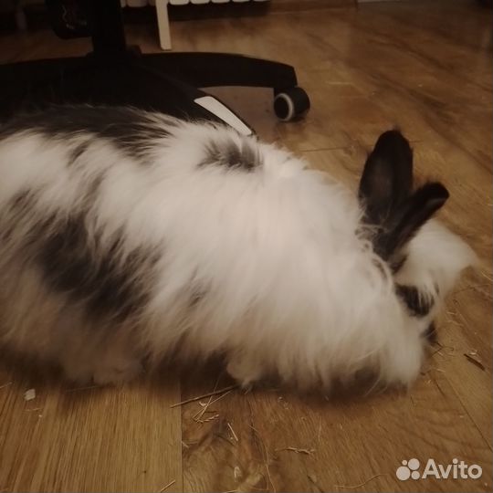 Декоративный кролик в добрые руки