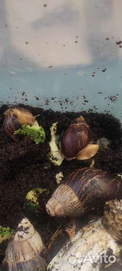 Улитки ахатины