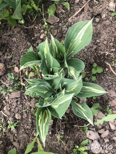 Хоста снейк айз