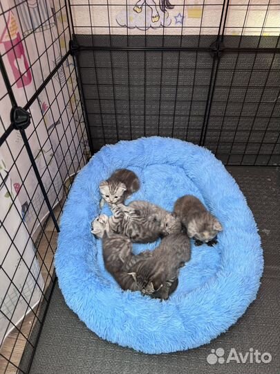 Шотландские котята