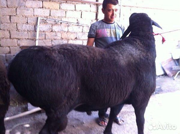 Бараны на Мясо на Развод