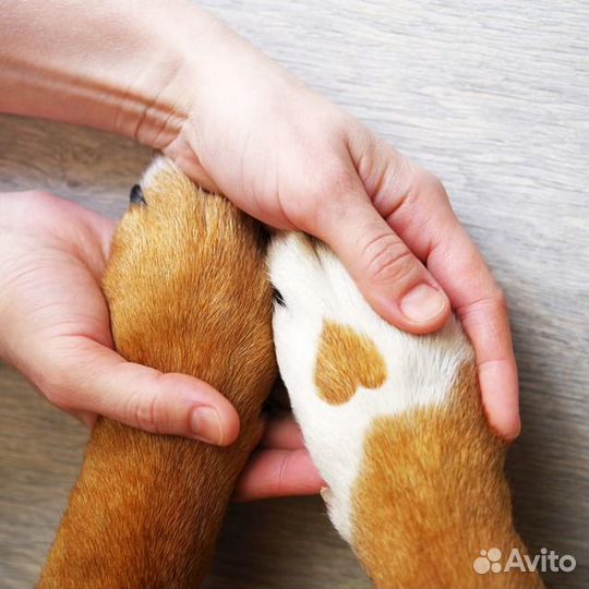 Кинолог. Воспитание собак