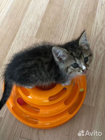 Малышке очень нужен Дом