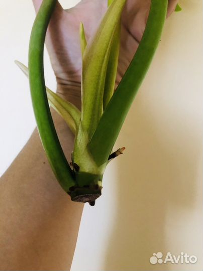 Филодендрон Серратум Оранж (макушка)