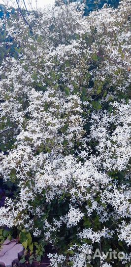 Клематис Белое Облако