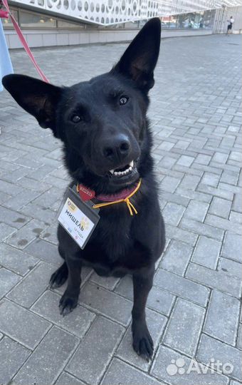 Черная собака