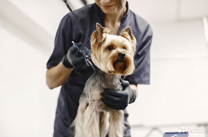 Груминг.Стрижки Собак и Кошек