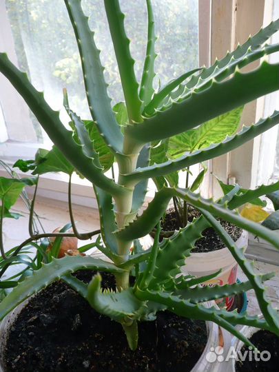 Алое столетник,Алое Вера