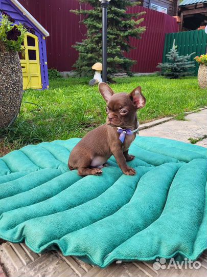 Шоколадный брутальный малыш