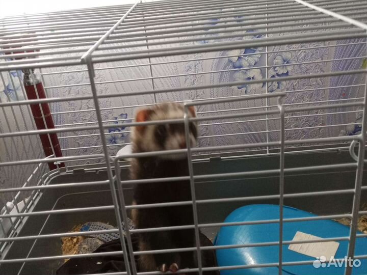 Хорек с клеткой
