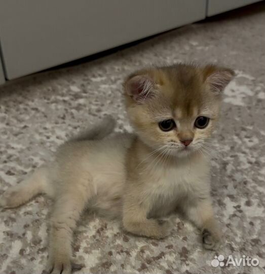 Британская малышка