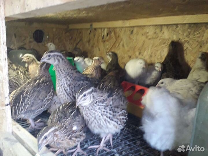 Яйца перепелиные