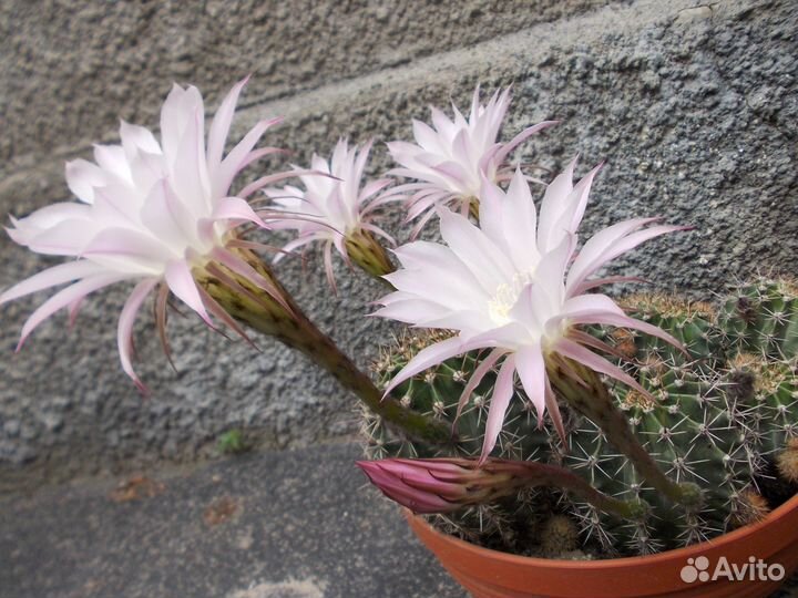 Цветущие кактусы эхинопсис агава эпифиллум алоэ