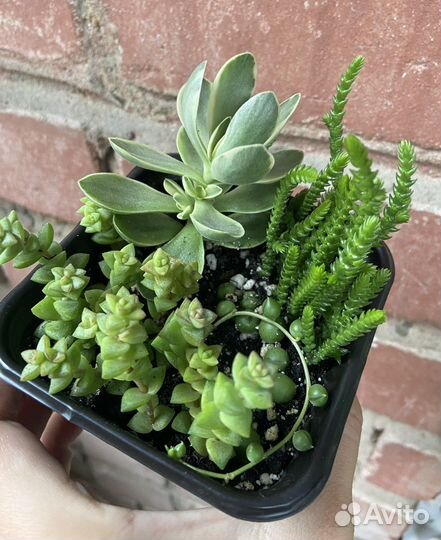 Набор суккулентов