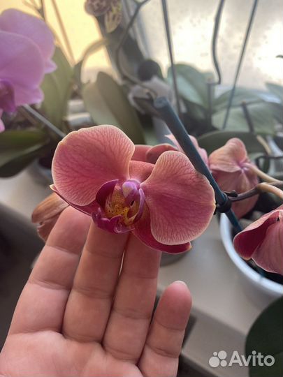 Орхидея фаленопсис