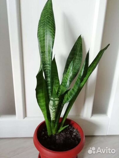 Сансевиерия сортовая