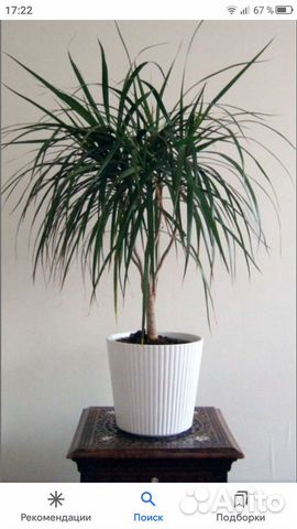 Популярный цветок Драцена укоренённые отростки