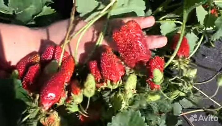 Клубника купчиха