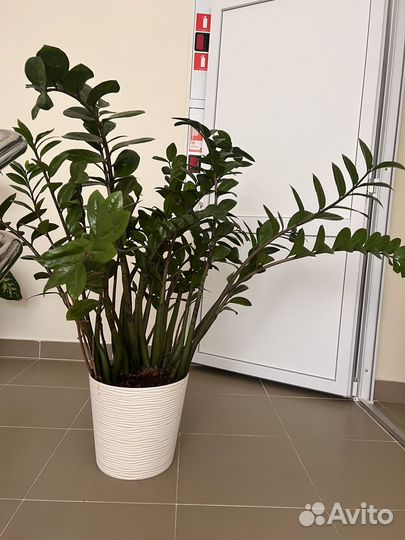 Замиокулькас